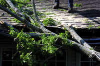 04-13 Tree in House