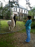 01-23 Llamas